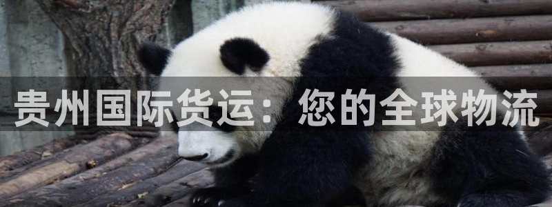 尊龙凯时平台还是万搏好：贵州国际货运：您的全球物流