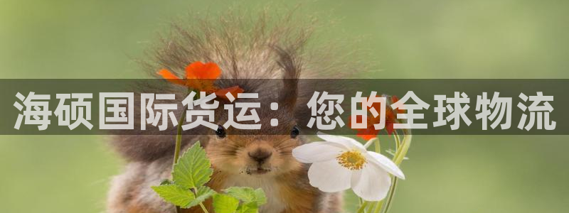 尊龙官网免费下载安装：海硕国际货运：您的全球物流